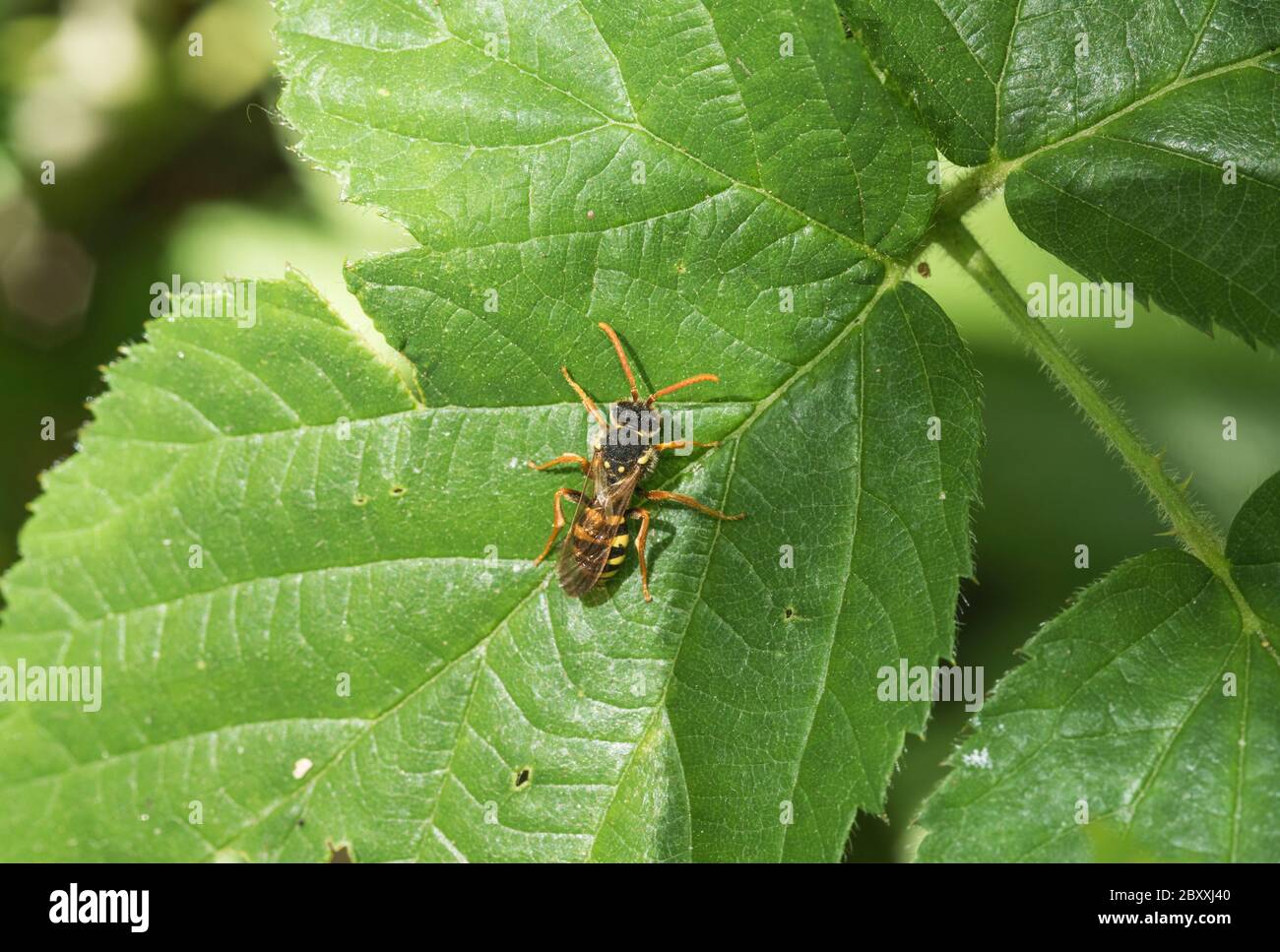 Nomad Bee (Nomada sp) sur une feuille Banque D'Images