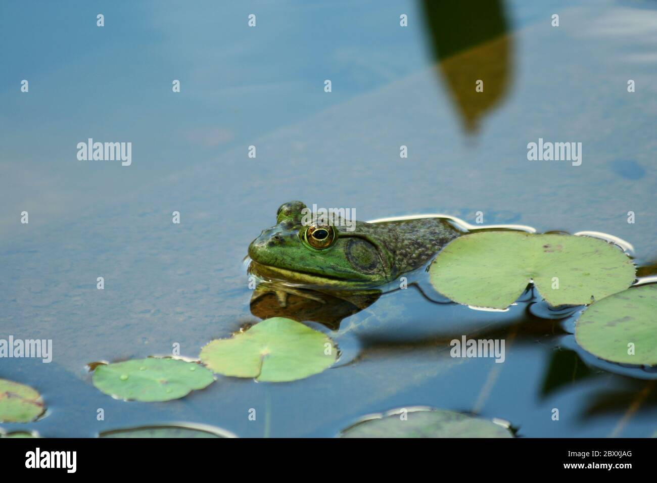 Un livre vert bullfrog dans un étang Banque D'Images