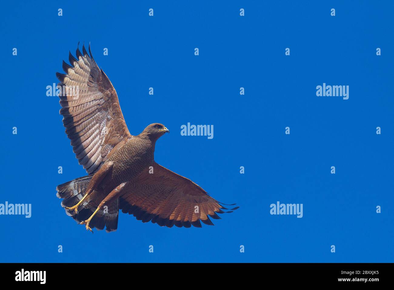 Hawk volant contre un ciel bleu. Banque D'Images