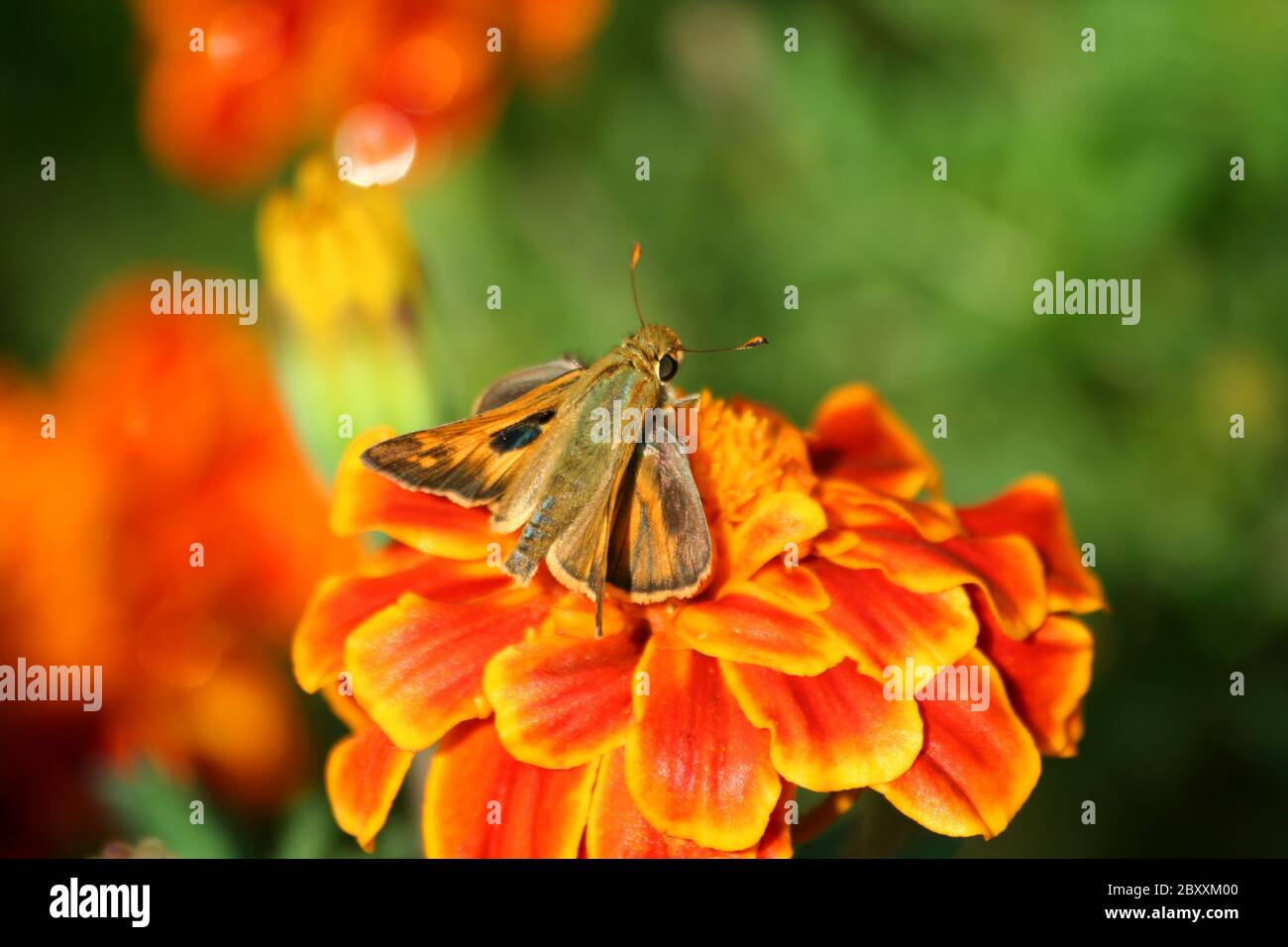 Un Colibri papillon sur un marigold Banque D'Images