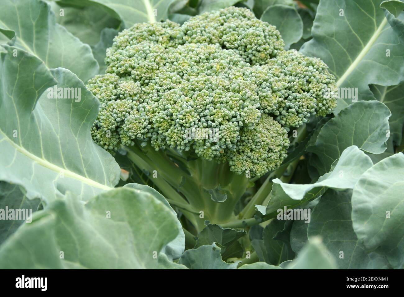 Un gros plan de droit de brocoli sur le terrain prêt pour le prélèvement Banque D'Images