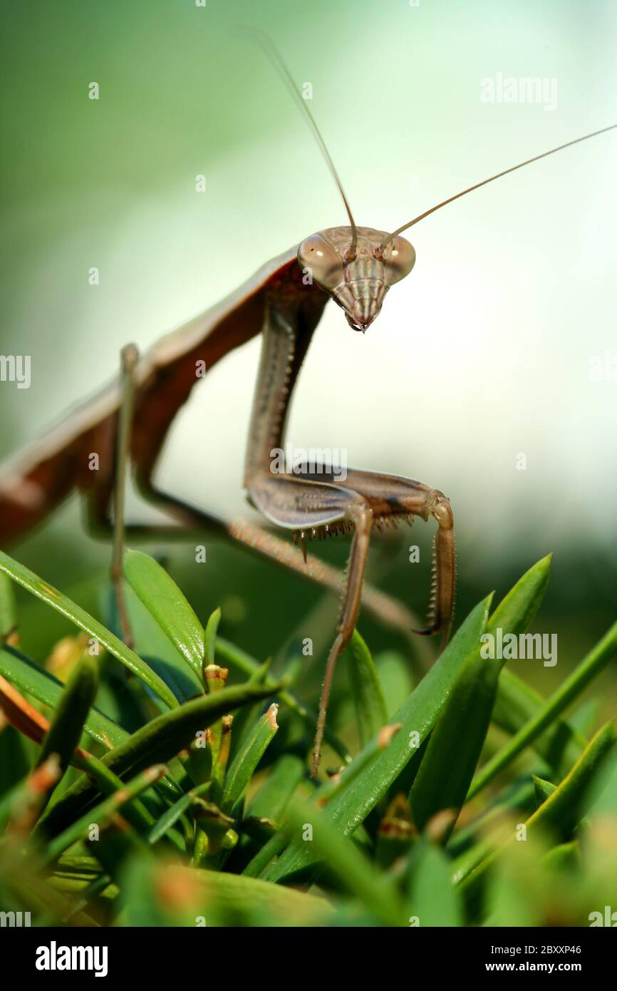 Une mante religieuse sur un macro bush Banque D'Images
