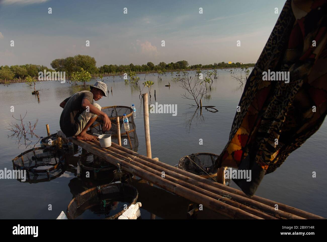 Un pisciculteur s'occupe de ses installations d'aquaculture en eau saumâtre avec des mangroves et une forêt de mangroves protégée en arrière-plan. Banque D'Images