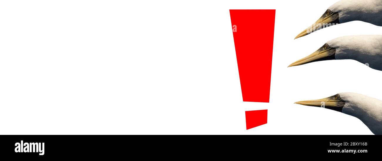 Point d'exclamation de couleur rouge sur fond blanc avec trois oiseaux qui le regardent. Isolé. Espace vide sur la partie gauche de l'image. Banque D'Images