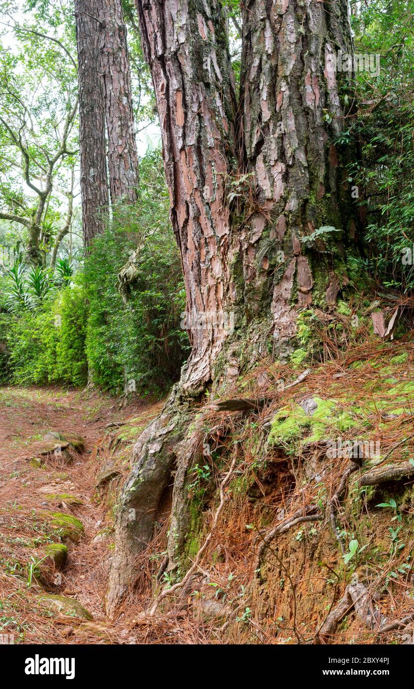 Tronc de pin et racines dans les bois Banque D'Images