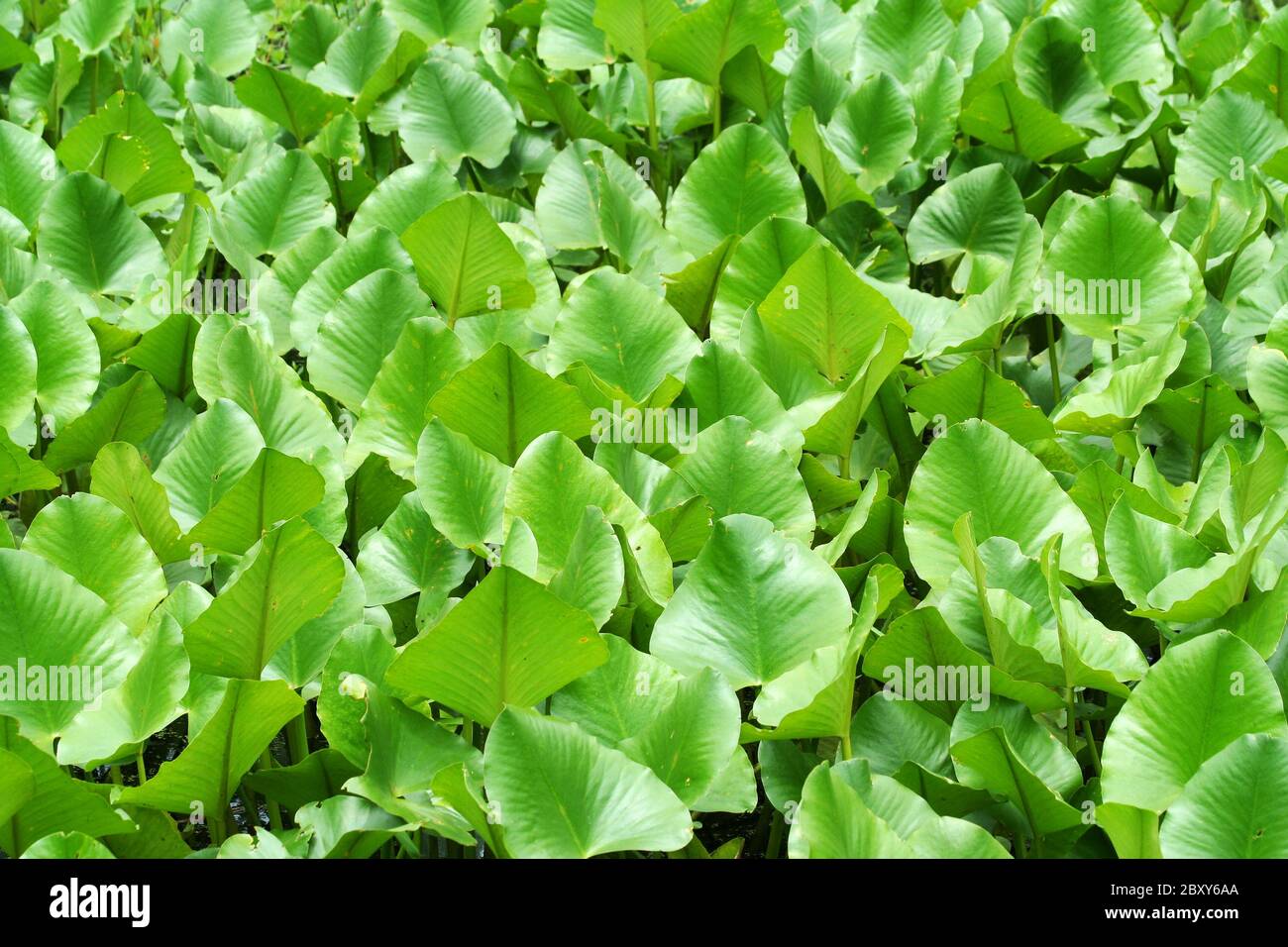 Un marais vert fond plantes Banque D'Images
