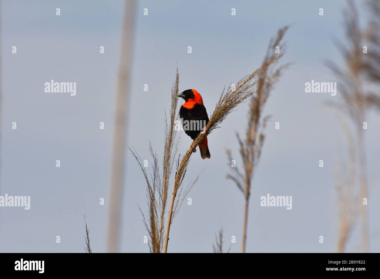 Oiseau Weaver de l'évêque rouge (Euplectes orix) Banque D'Images