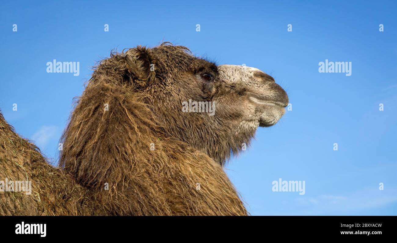 Près, vue latérale de la tête de chameau de Bactrian (Camelus bactrianus) isolé en plein air sous le soleil face à droite, West Midland Safari Park, Royaume-Uni. Banque D'Images Près, vue latérale de la tête de chameau de Bactrian (Camelus bactrianus) isolé en plein air sous le soleil face à droite, West Midland Safari Park, Royaume-Uni. Banque D'Images
