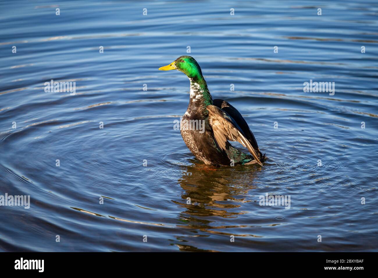 Canard colvert nageant dans la rivière Mondego, Coimbra, Portugal Banque D'Images