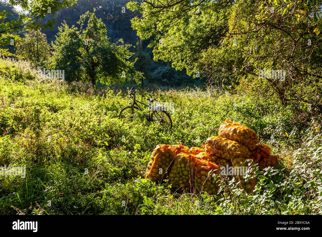 Applepicking à Grevenbroich, Allemagne Banque D'Images