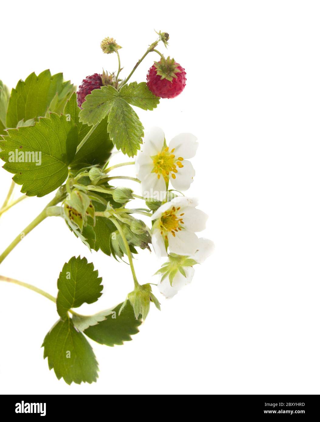 Fleurs de fraises sauvages Banque d'images détourées - Alamy