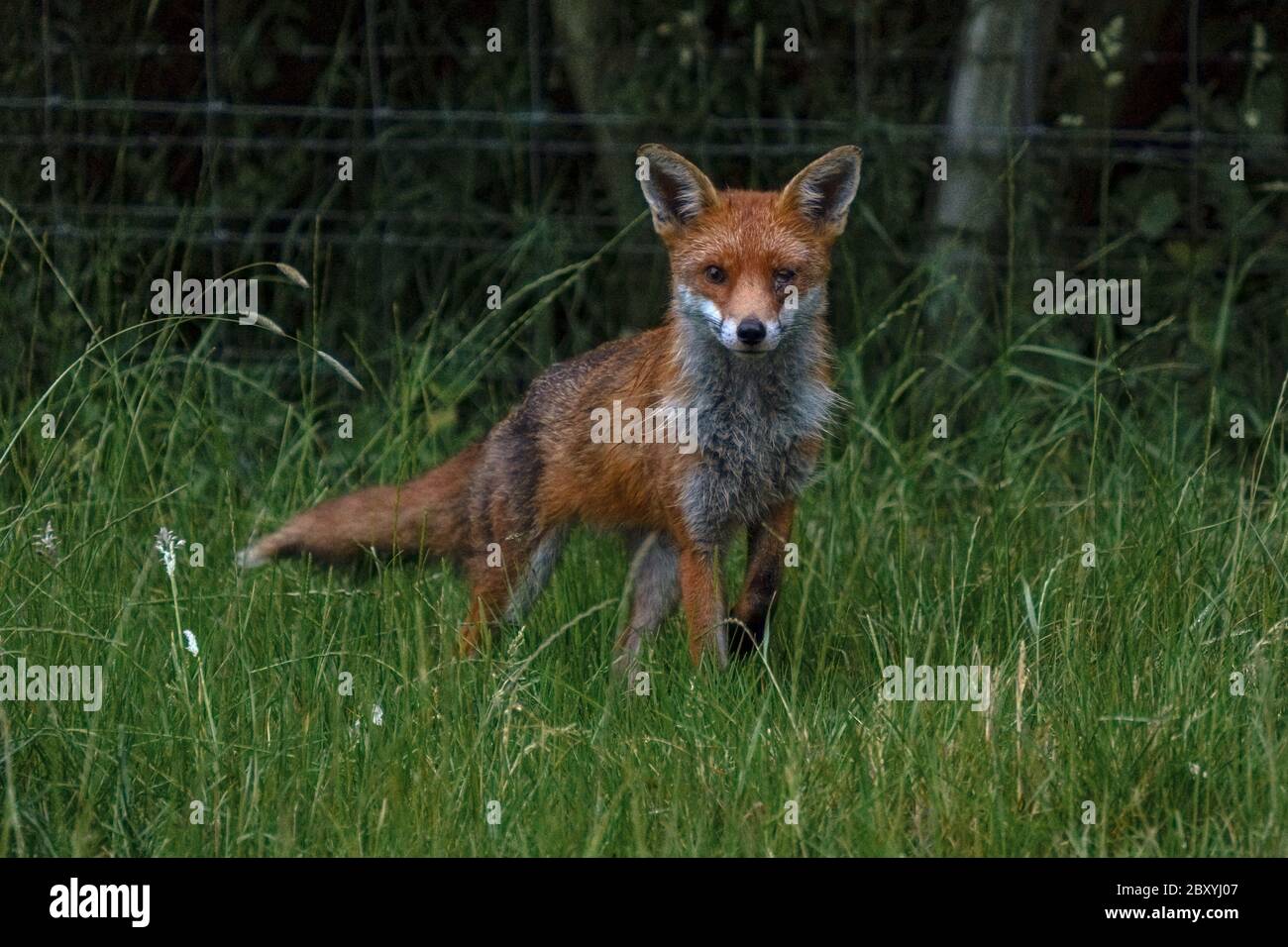 Renard roux (Vulpes vulpes) avec un oeil blessé, dans un champ à côté de la forêt, Royaume-Uni Banque D'Images