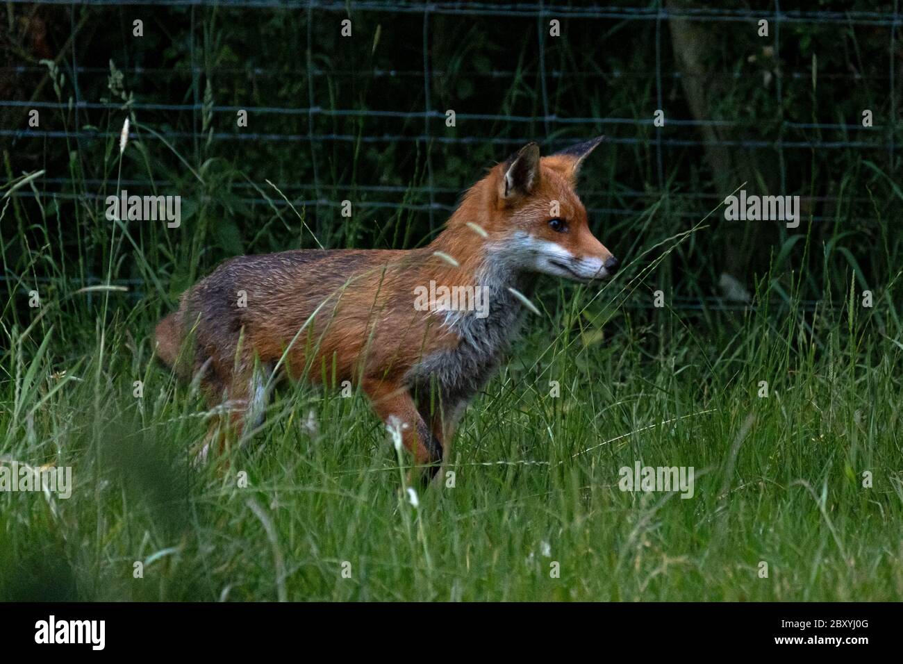 Renard rouge (Vulpes vulpes) dans un champ à côté de la forêt, Royaume-Uni Banque D'Images