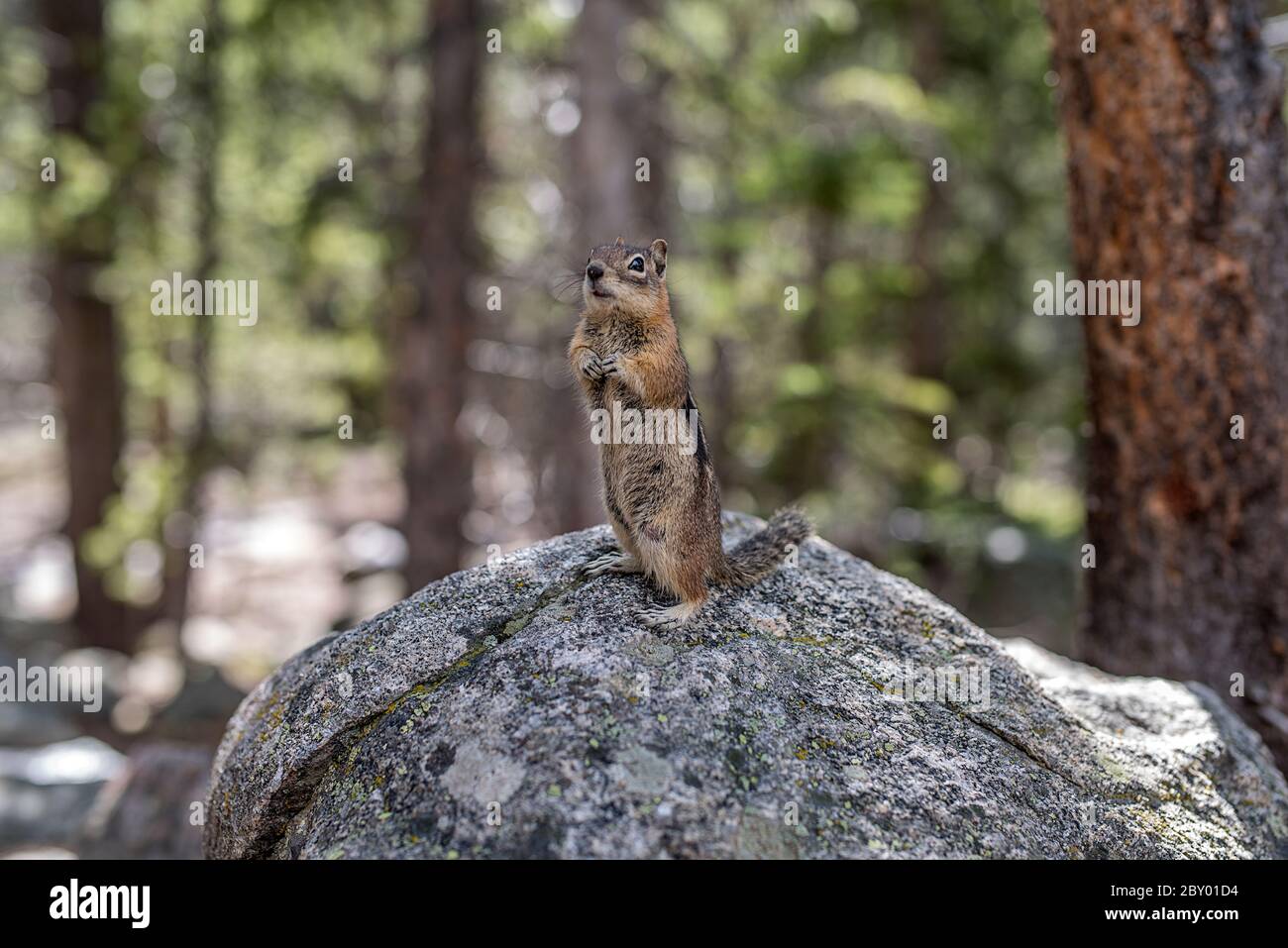 Sauvage Colorado Chipmunk, Tamias quadrivittatus, au parc national de Rocky Mountain, sans peur des gens et mendiant pour la nourriture Banque D'Images