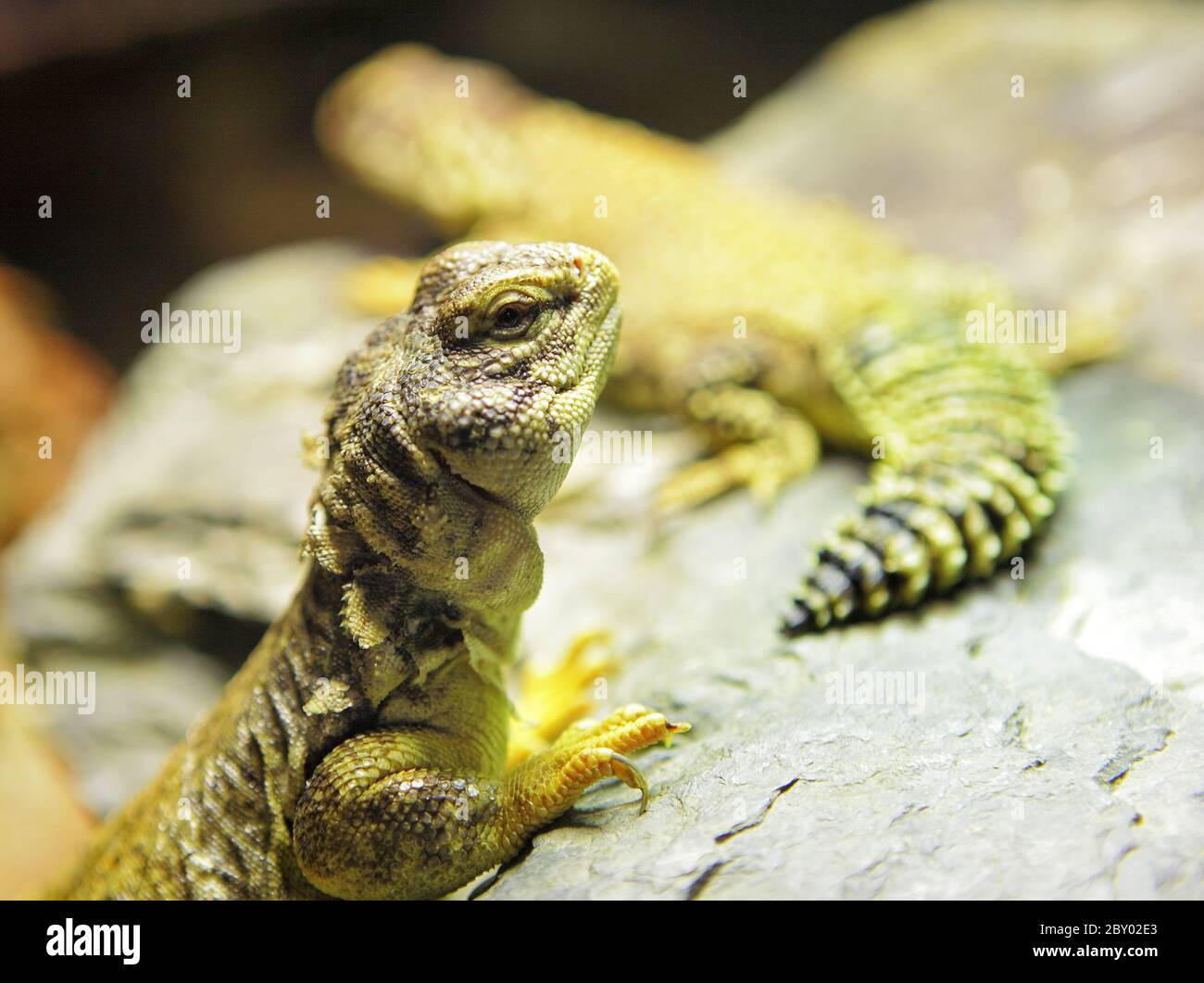 Lizard Banque D'Images