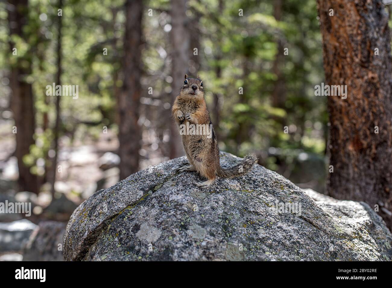 Sauvage Colorado Chipmunk, Tamias quadrivittatus, au parc national de Rocky Mountain, sans peur des gens et mendiant pour la nourriture Banque D'Images