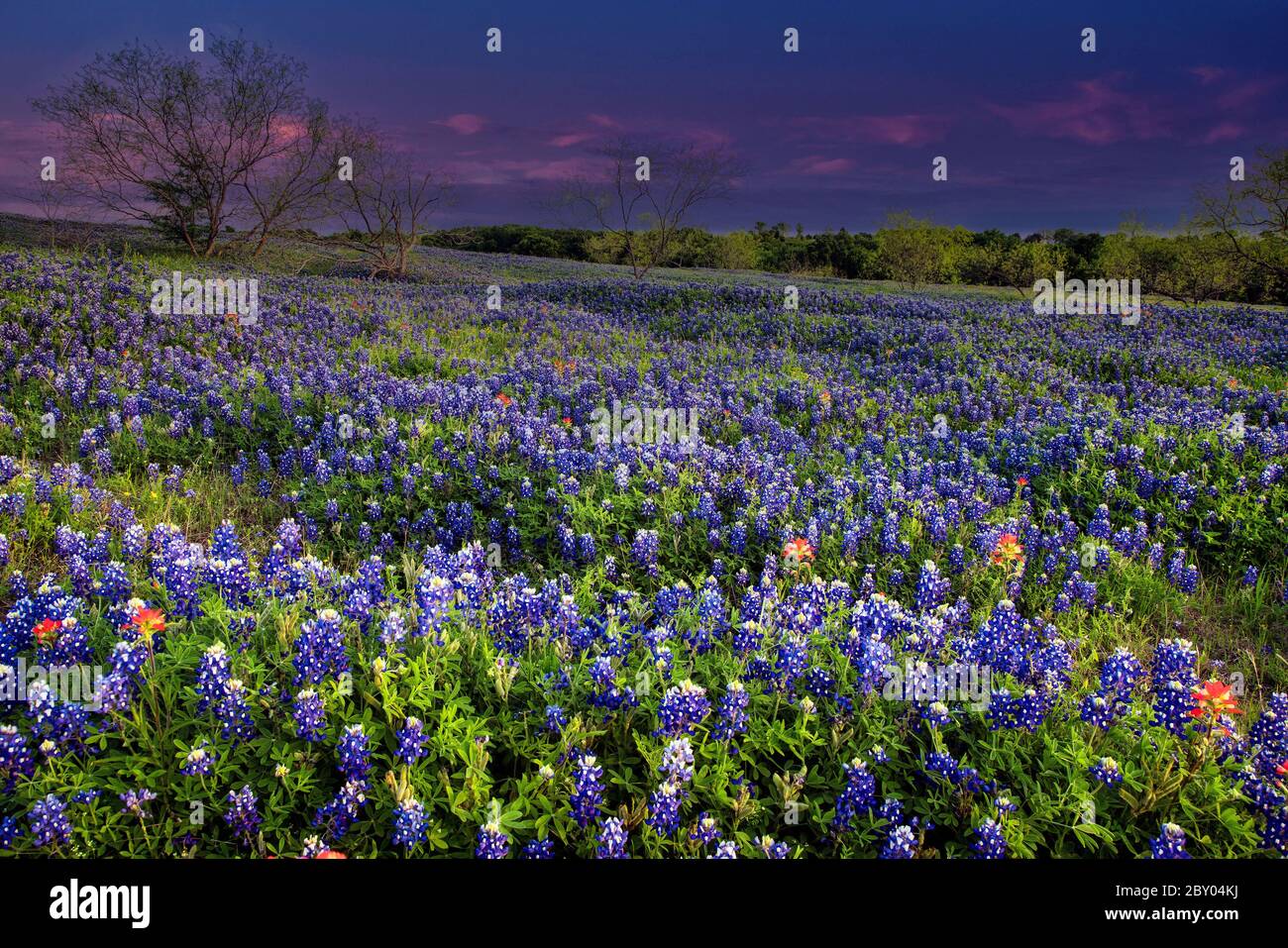 Bluebonnets sur un ranch dans le Texas Hill Country Banque D'Images