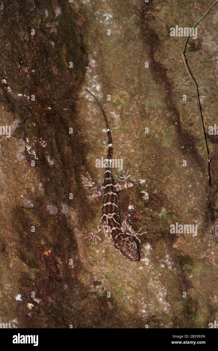 Forêt baisée Gecko, Cyrtodactylus consobrinus, sur l'arbre, promenade nocturne dans la forêt tropicale, Parc national de Sepilok, Sandakan, Sabah, Bornéo, Malaisie Banque D'Images