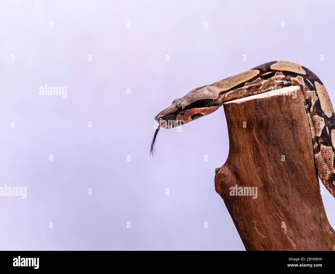 Le boa constricteur (Boa constricteur), également appelé le boa à queue rouge ou le boa commun, est une espèce de gros serpent non venimeux, lourd qui a le corps Banque D'Images