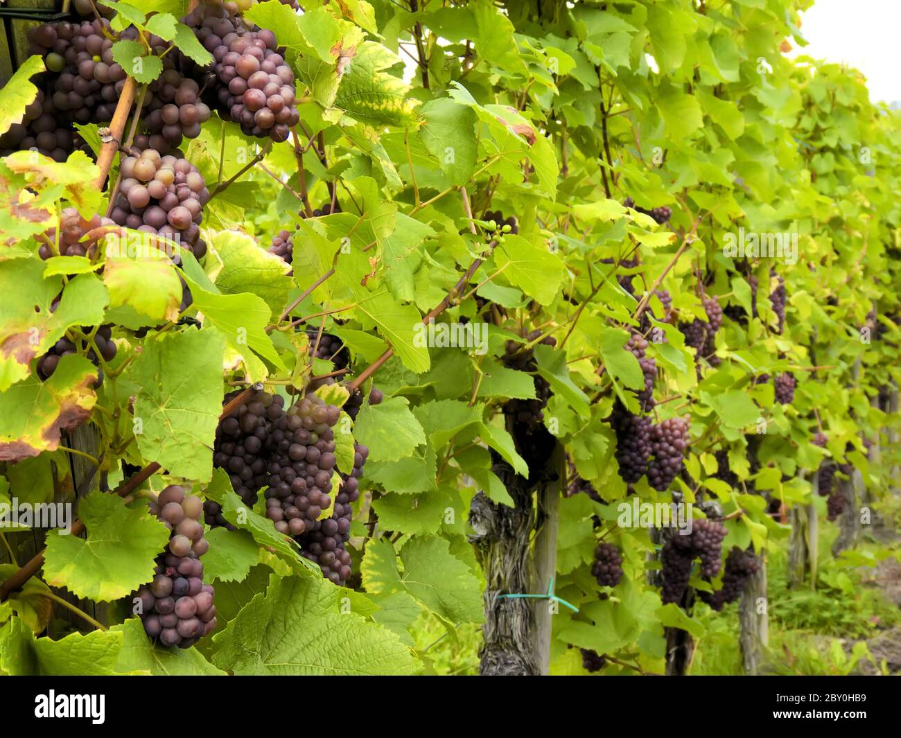 culture de vignes et de raisins Banque D'Images