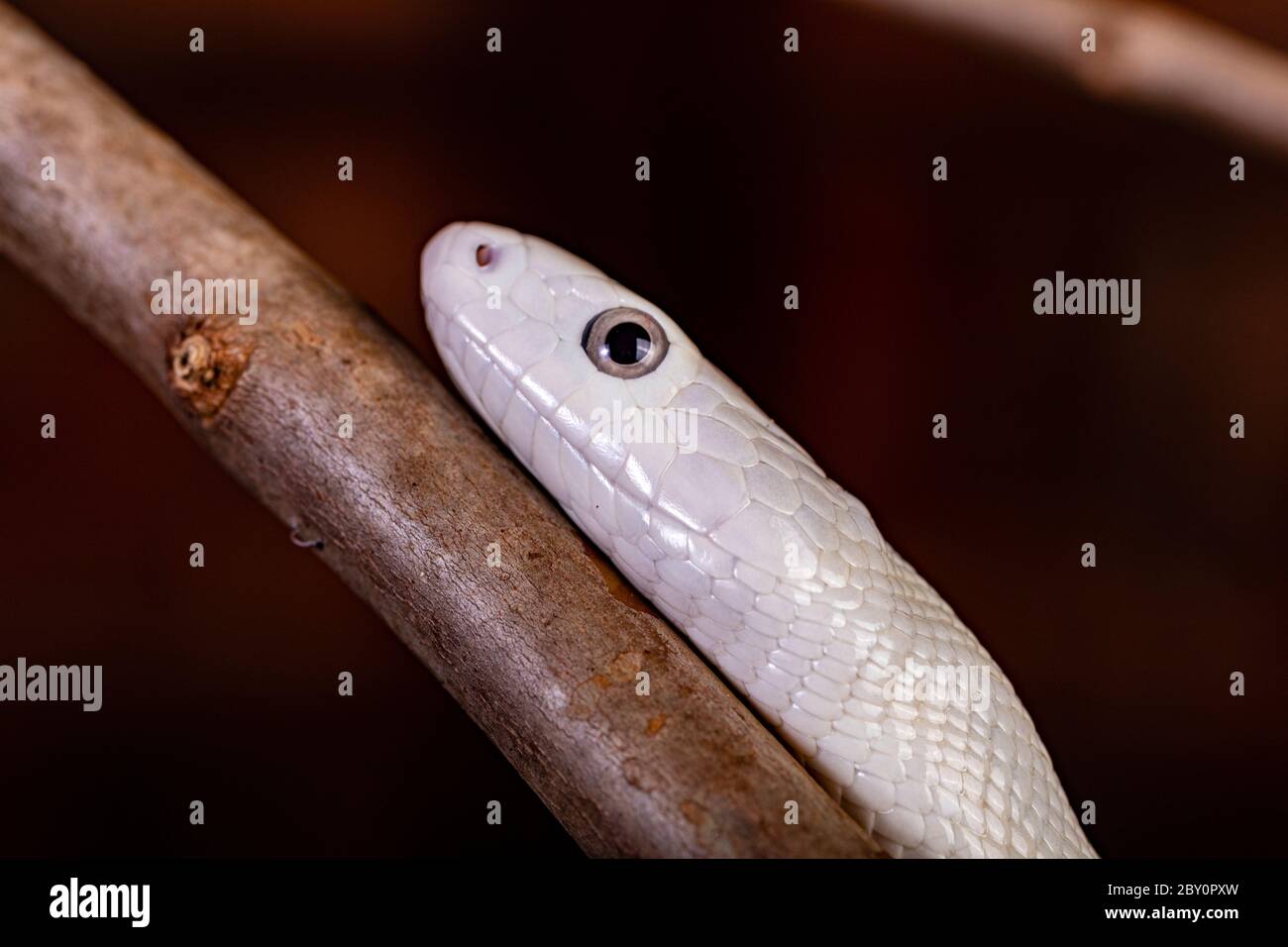 La couleuvre tachetée du Texas (Elaphe obsoleta lindheimeri ) est une sous-espèce de couleuvre tachetée, une colubrid non venimeuse présente aux États-Unis, principalement à l'intérieur de la t Banque D'Images