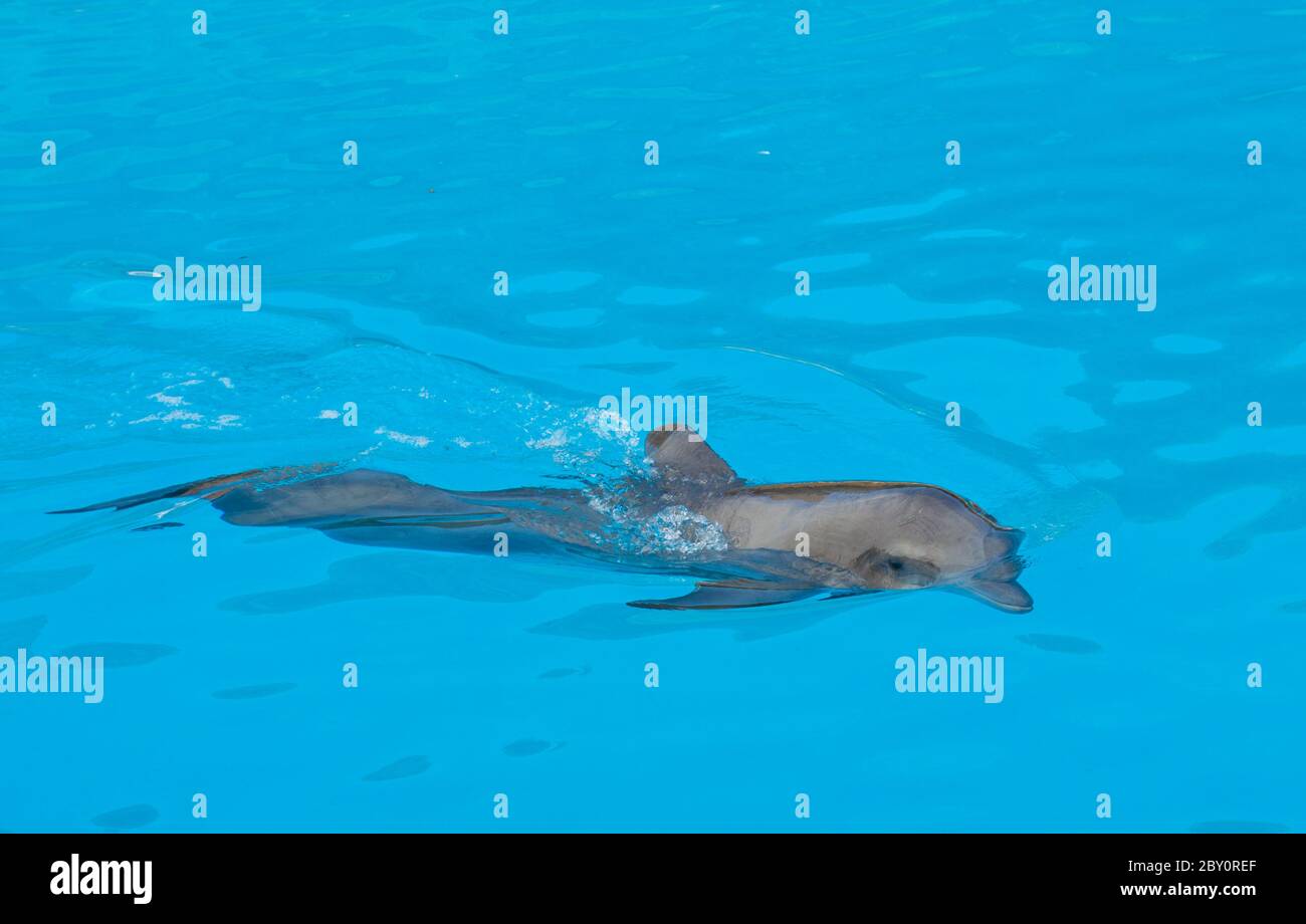 La natation dans l'eau Blue dolphin Banque D'Images