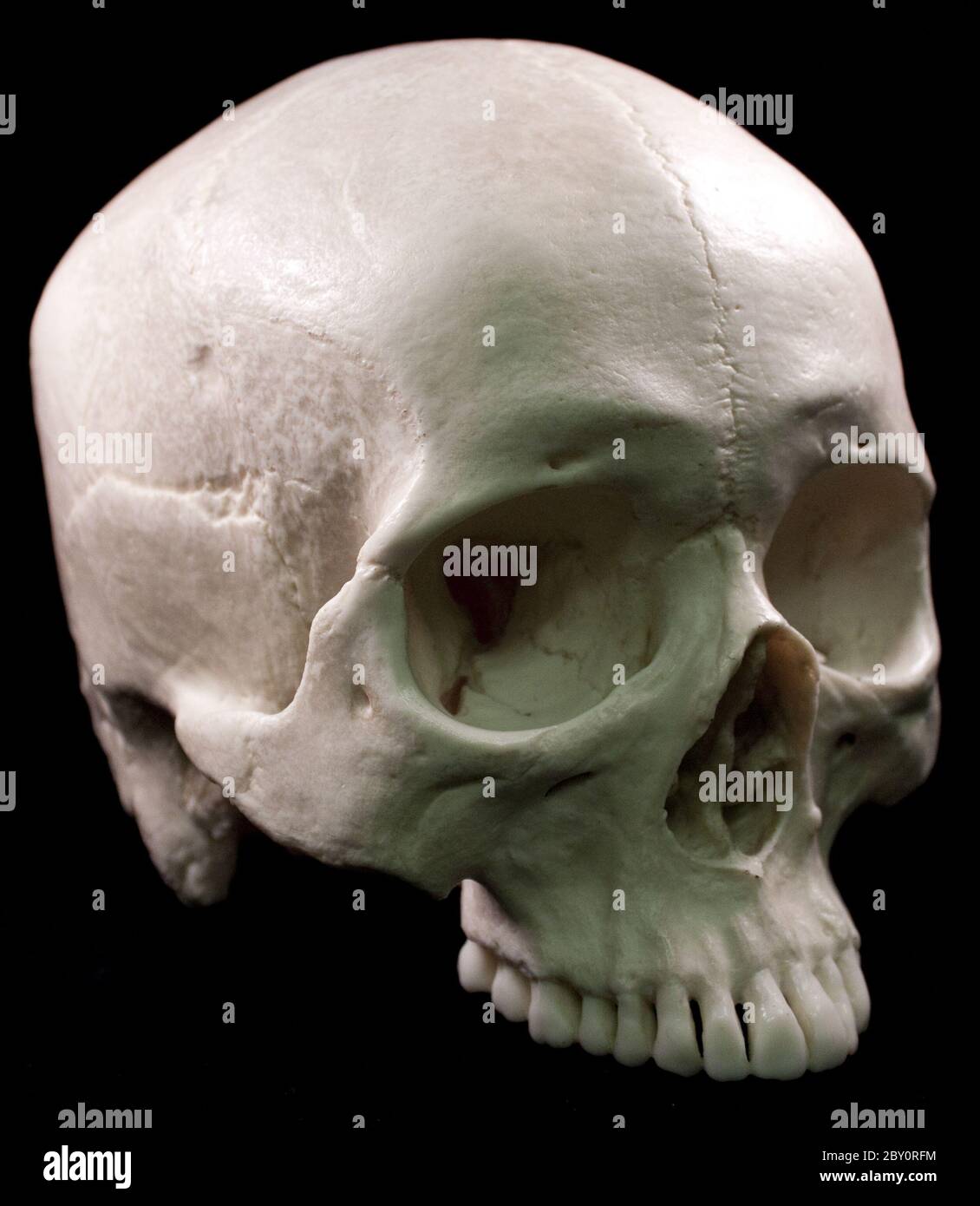 Crâne humain sur fond noir Banque D'Images