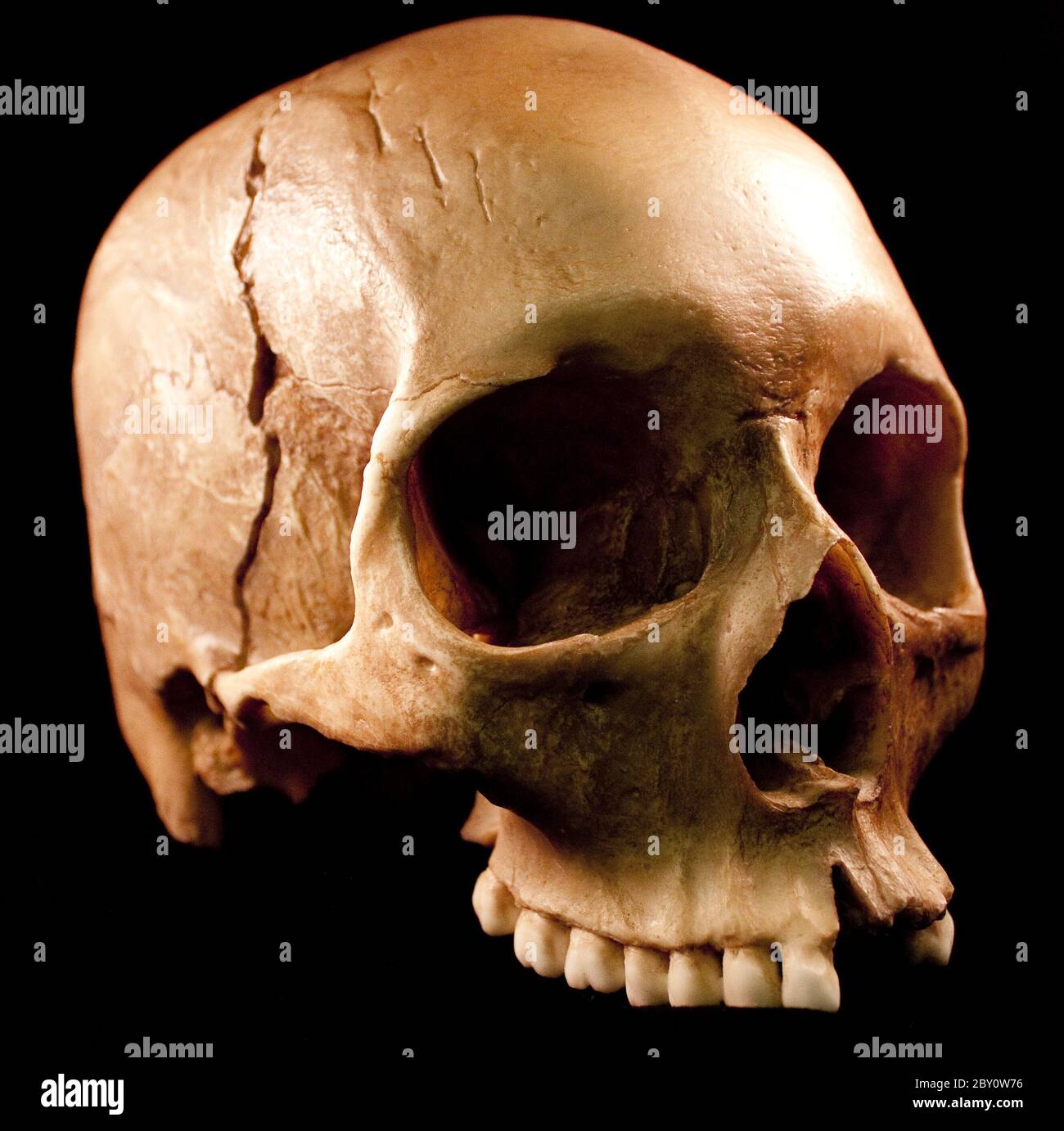Crâne humain sur fond noir Banque D'Images