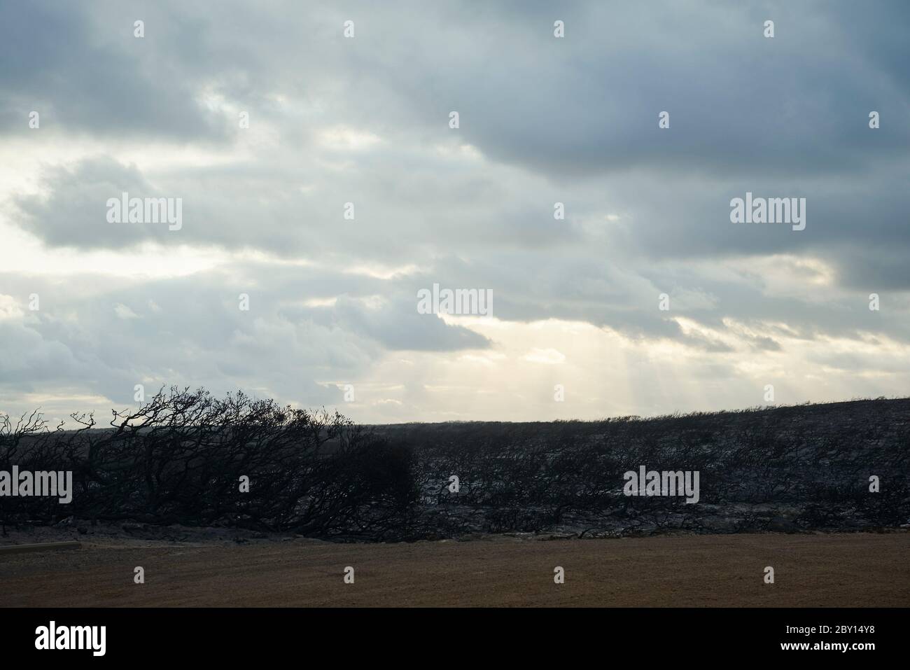 Le paysage dévasté de Kangaroo Island redonne lentement vie à la fin de février 2020. Banque D'Images