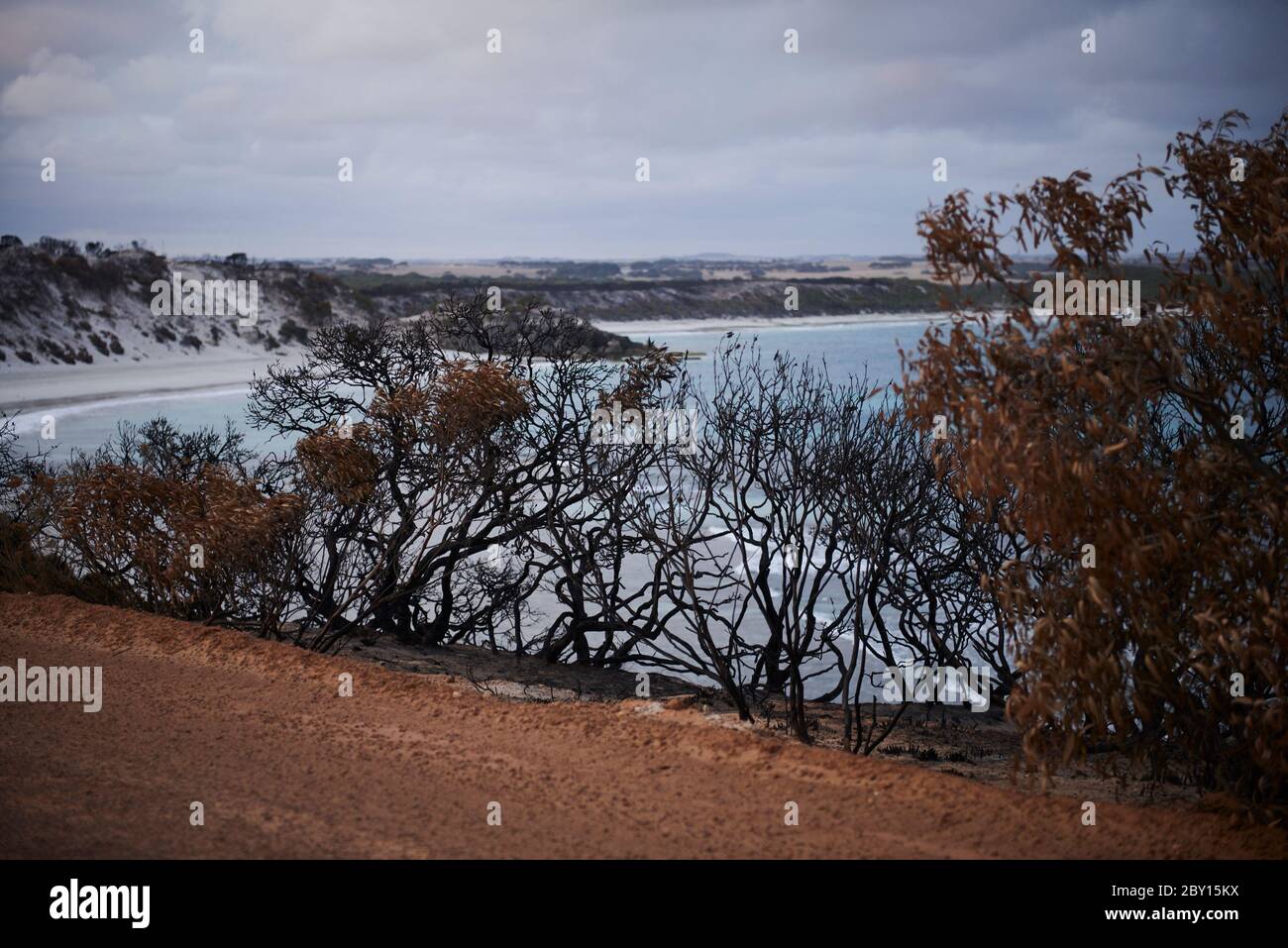 Le paysage dévasté de Kangaroo Island redonne lentement vie à la fin de février 2020. Banque D'Images