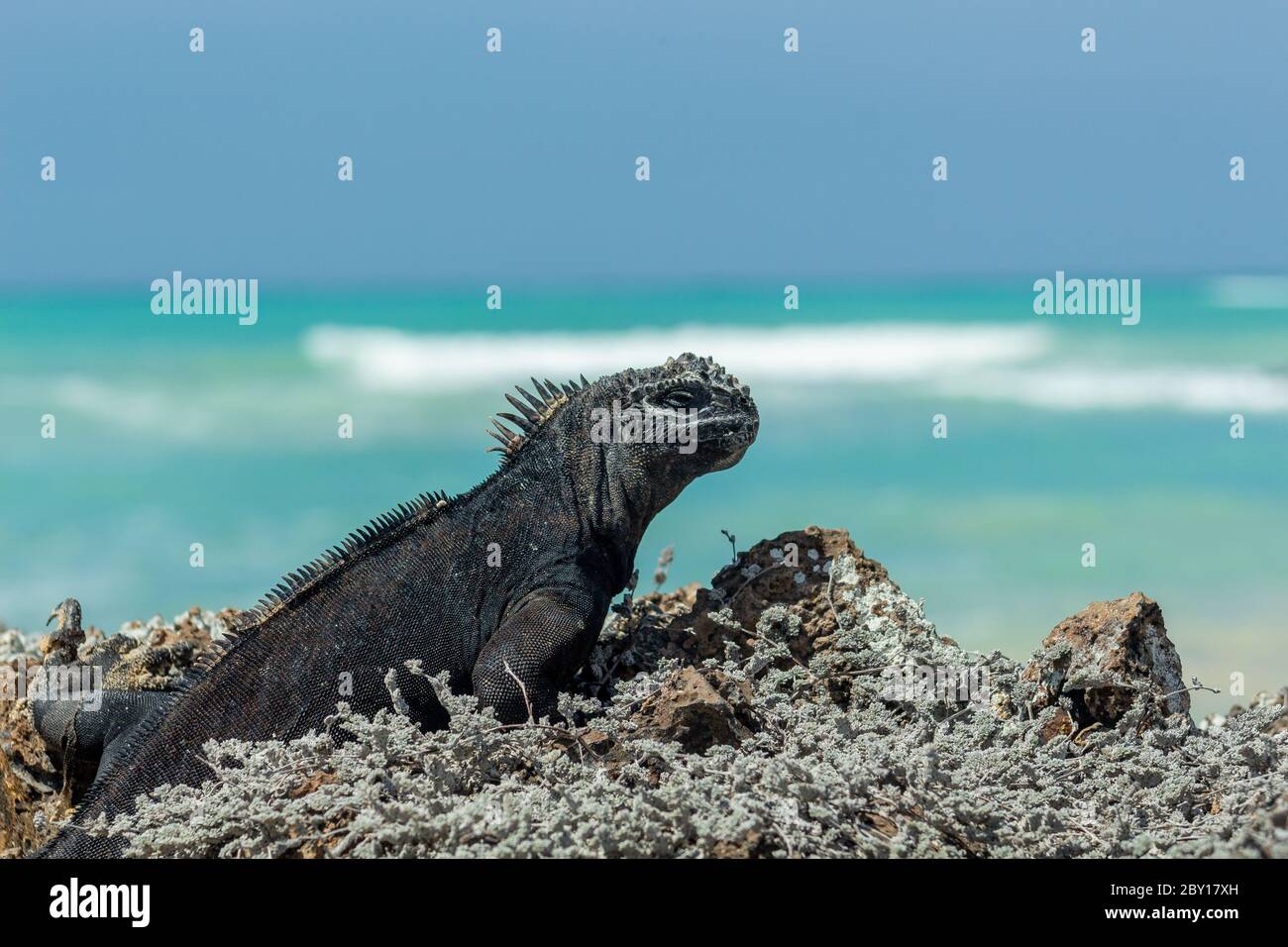 Vue rapprochée d'un iguana, bains de soleil au bord de la mer, dans les îles Galapagos Banque D'Images