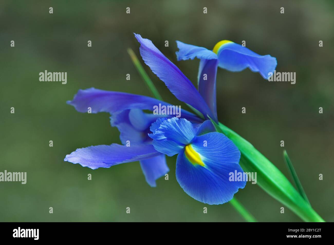 Floraison d'un iris. Banque D'Images