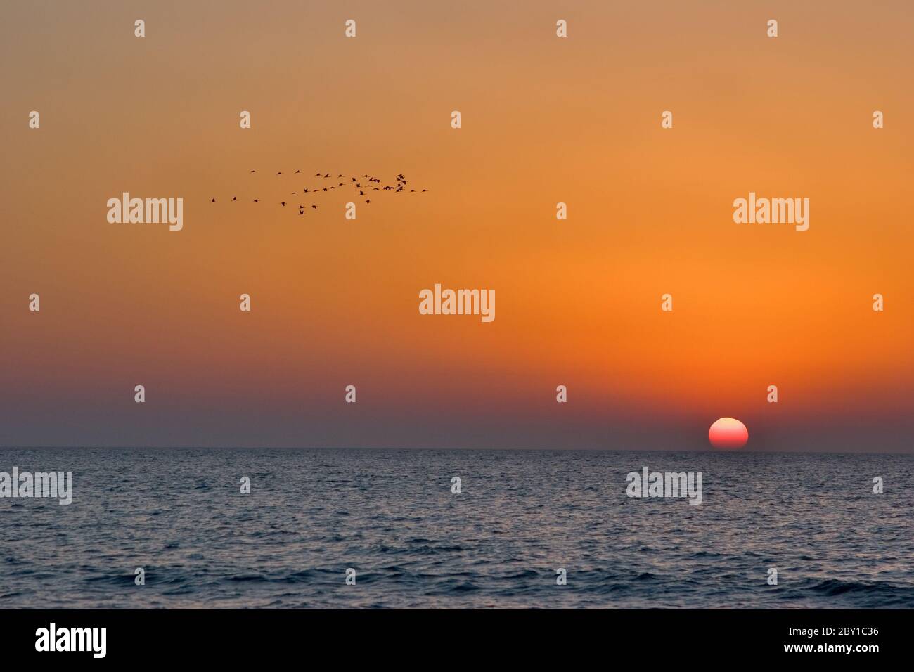 Oiseaux de passage Banque D'Images
