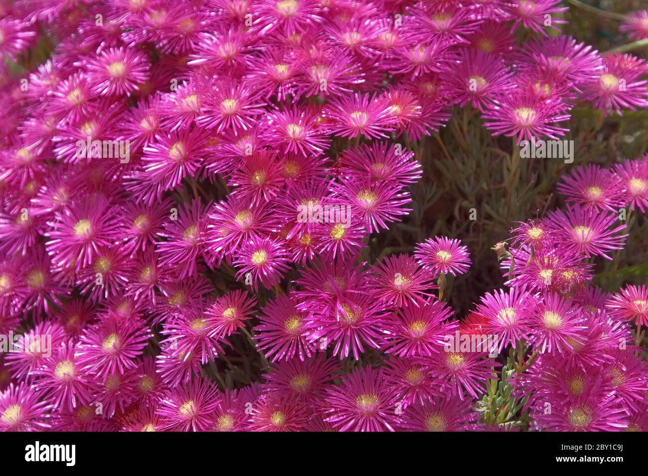 Floraison printanière. Banque D'Images