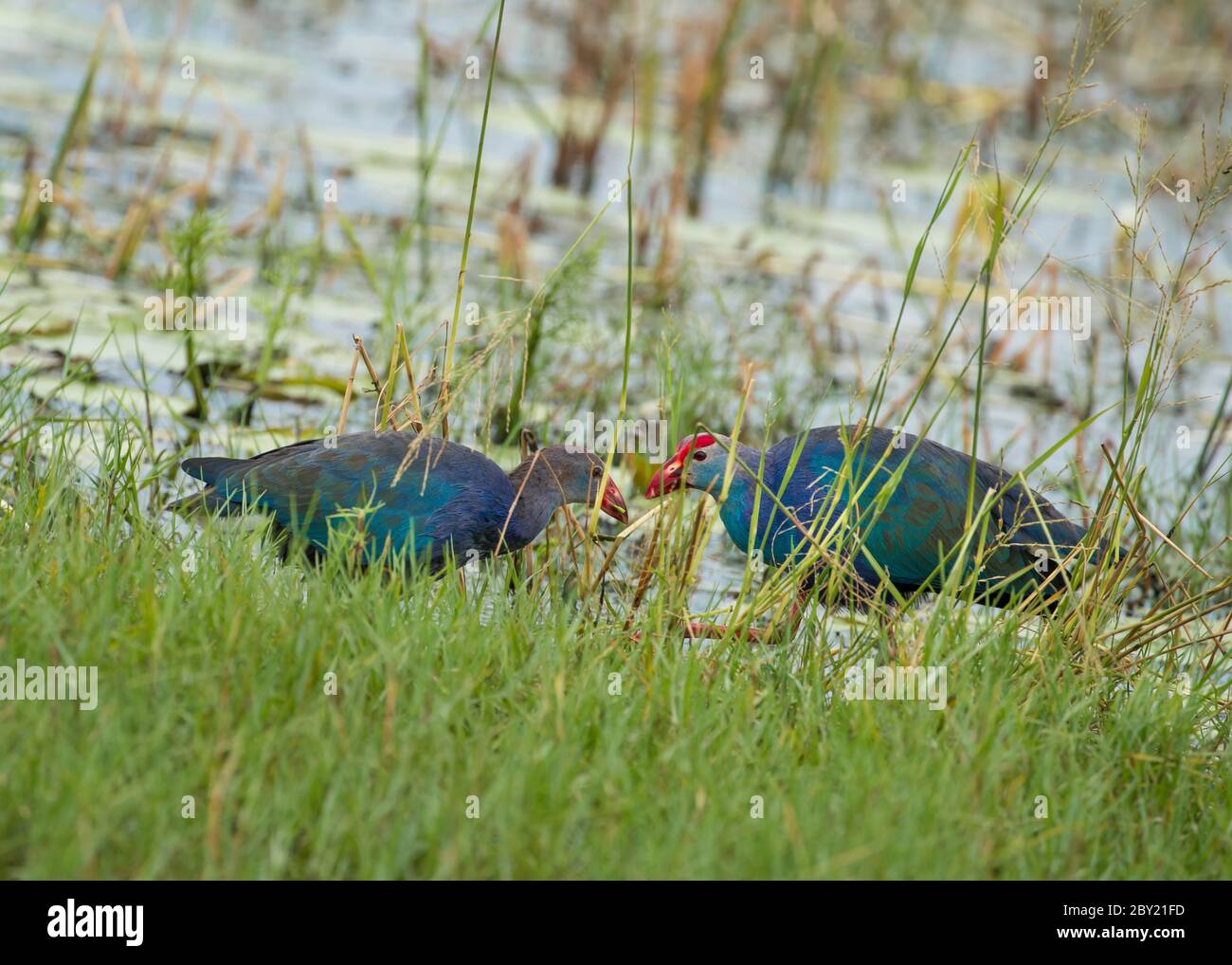 Poule marécageuse violette en vert, avec un arrière-plan magnifique. Banque D'Images