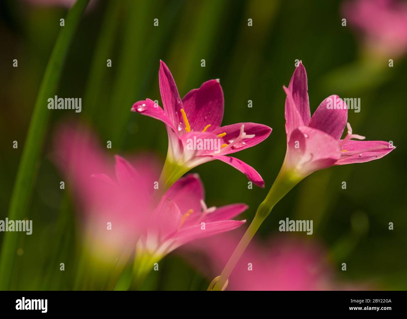 Lily Zephyranthes belle fleur rose avec un fond vert agréable dans la lumière naturelle, brumeux matin frais, gouttes d'eau sur les pétales, lumière du soleil.Zephyra Banque D'Images