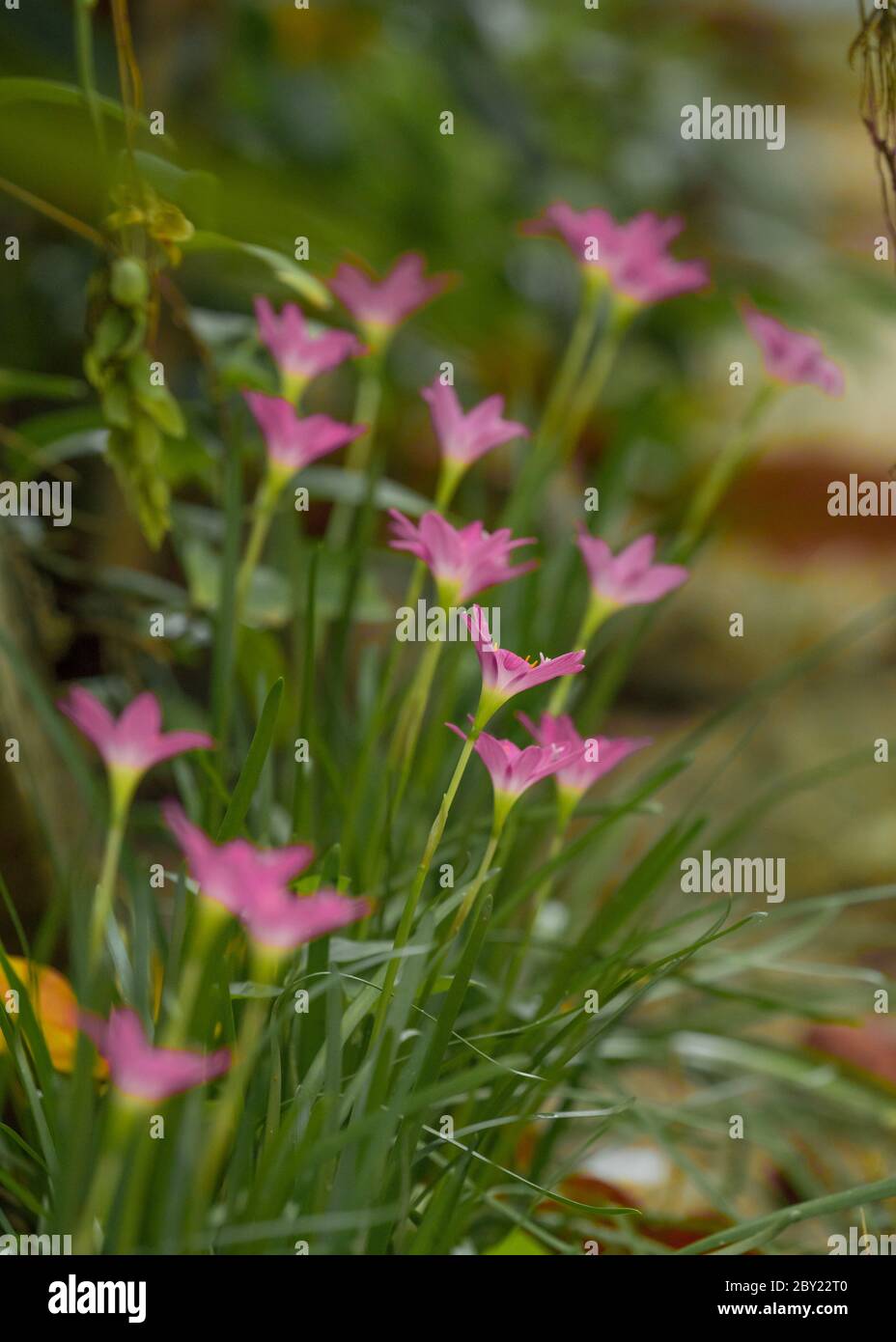 Lily Zephyranthes belle fleur rose avec un fond vert agréable dans la lumière naturelle, brumeux matin frais, gouttes d'eau sur les pétales, lumière du soleil.Zephyra Banque D'Images
