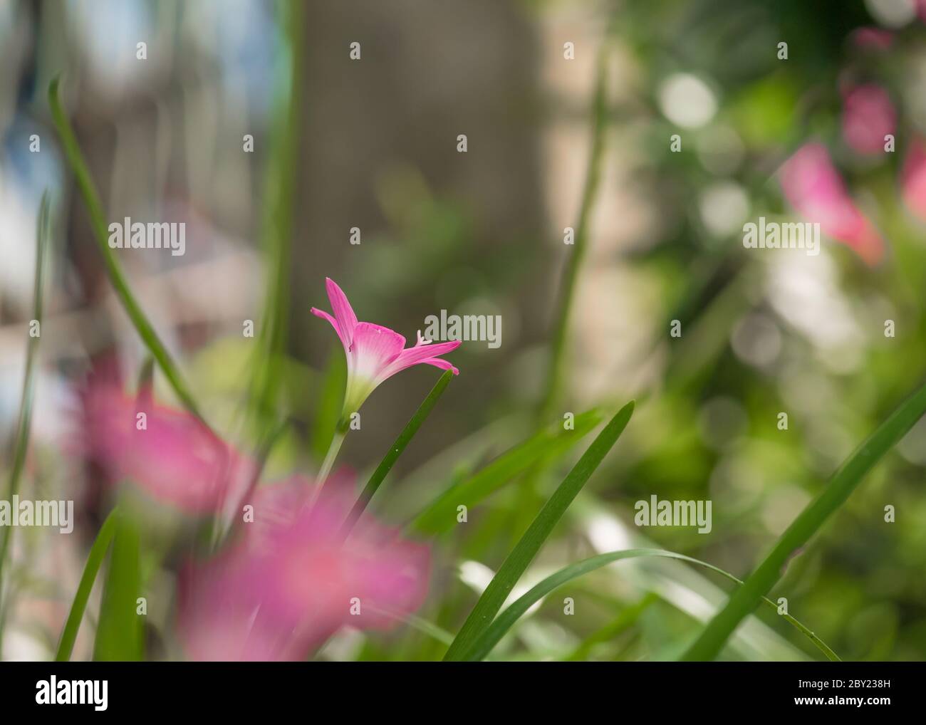 Lily Zephyranthes belle fleur rose avec un fond vert agréable dans la lumière naturelle, brumeux matin frais, gouttes d'eau sur les pétales, lumière du soleil.Zephyra Banque D'Images