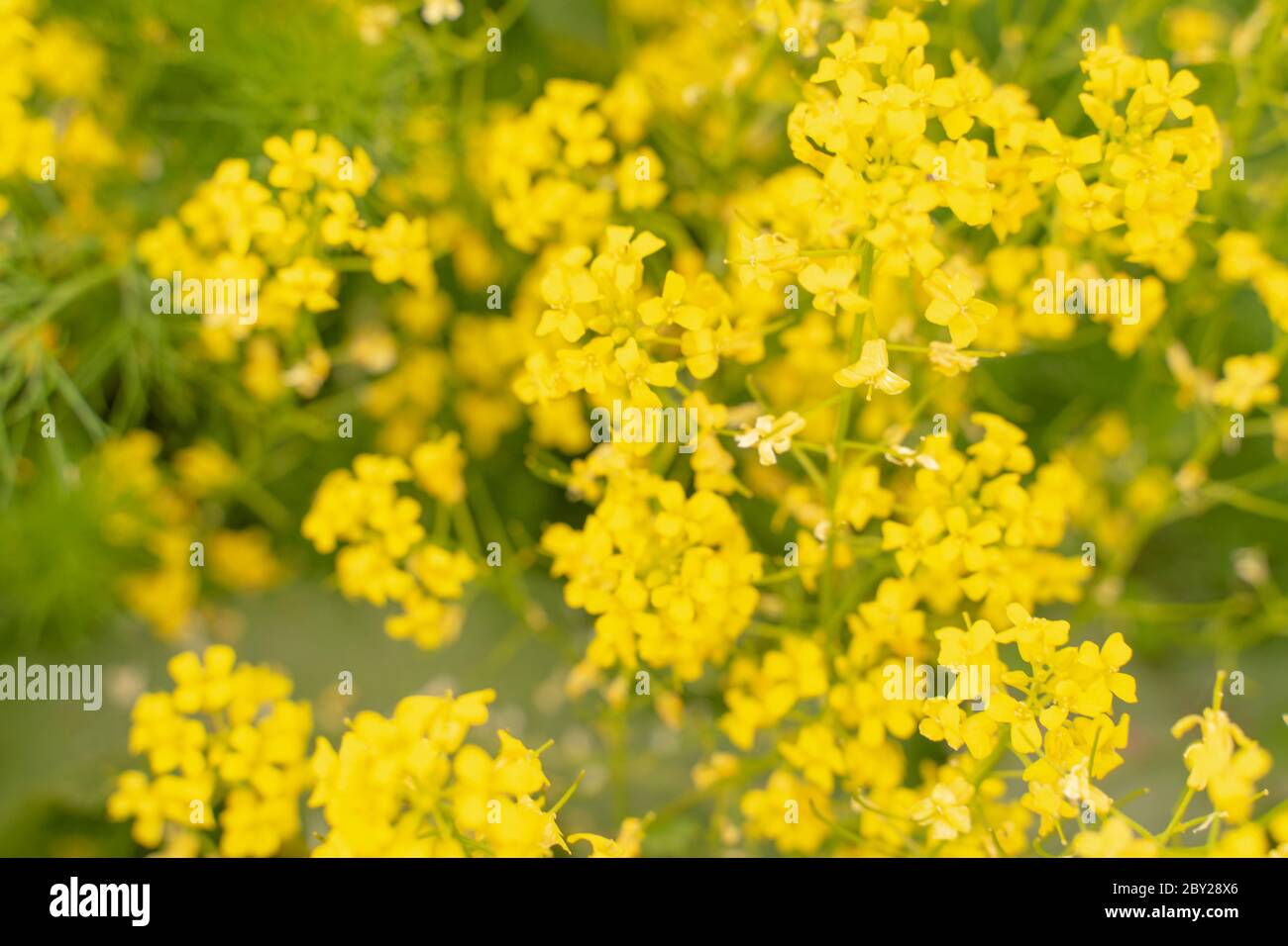 arrière-plan de fleurs jaunes avec foyer sélectif Banque D'Images