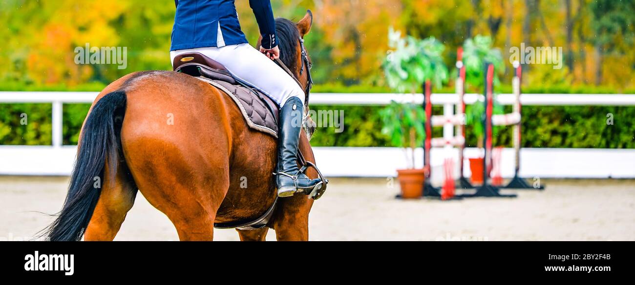 Belle fille sur le cheval de l'étreuil dans le spectacle de saut, sports équestres. Cheval brun clair et fille en uniforme allant sauter. En-tête de bande horizontal ou banne Banque D'Images