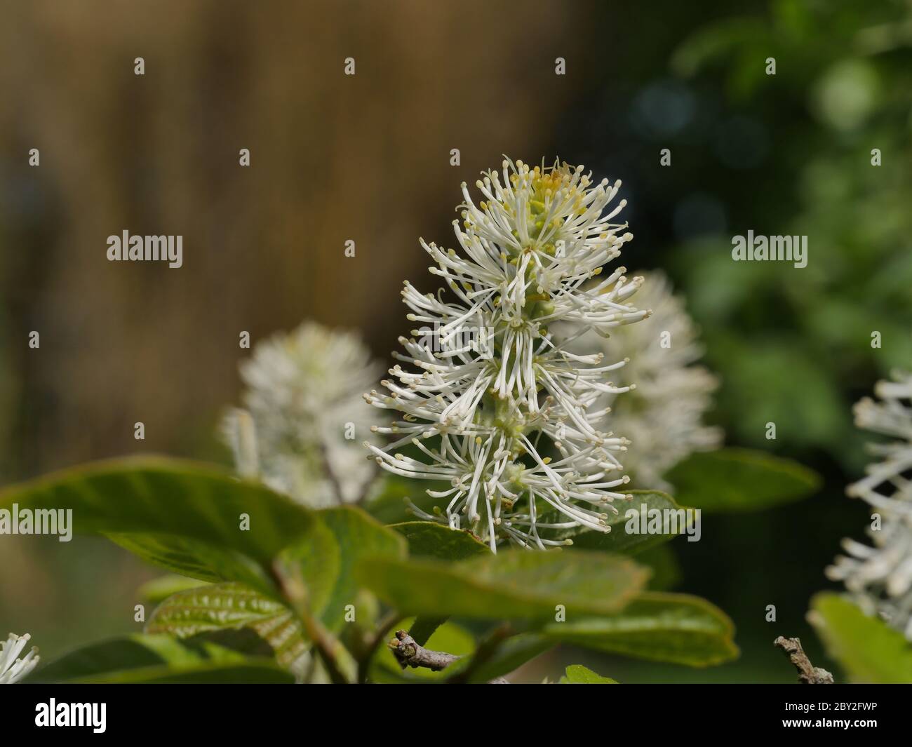 Fothergilla, Witch Alder, fleurs de gros plan Banque D'Images