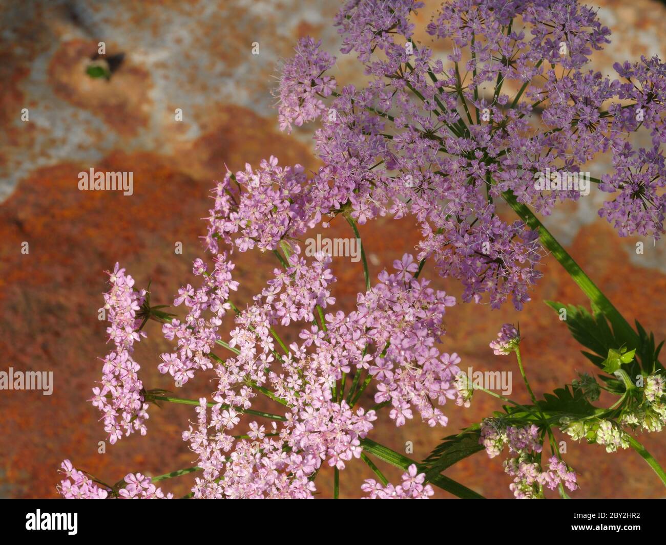 Pimpinella rosea, persil de vache rose Banque D'Images