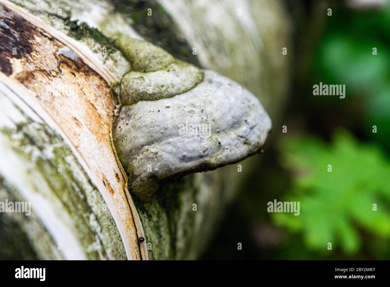 Champignon d'arbre sur le tronc d'un arbre tombé. Gros plan Banque D'Images