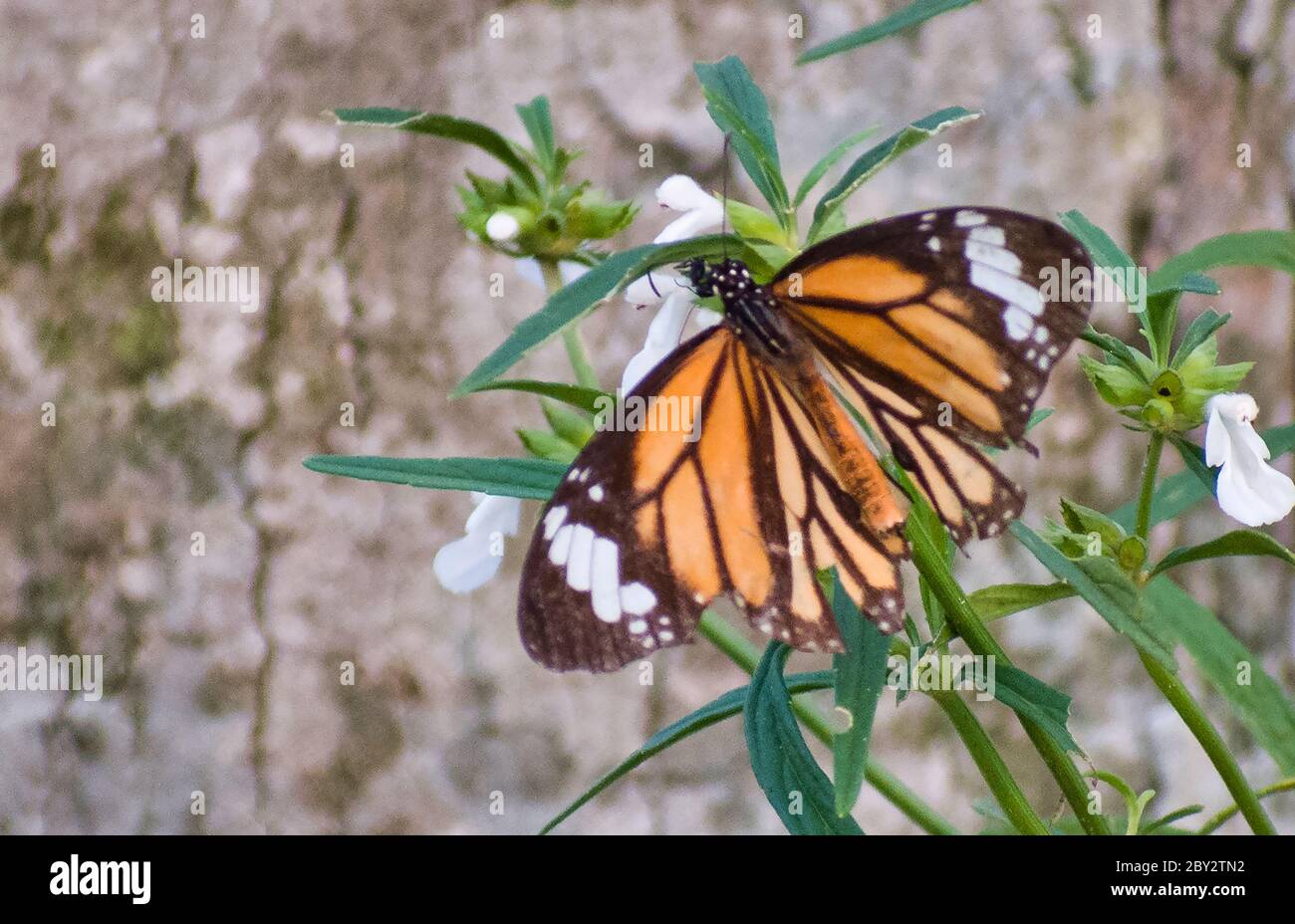 Le monarque, ou tout simplement le monarque, est un papillon de moulatweed de la famille des Nymphalidae. Banque D'Images