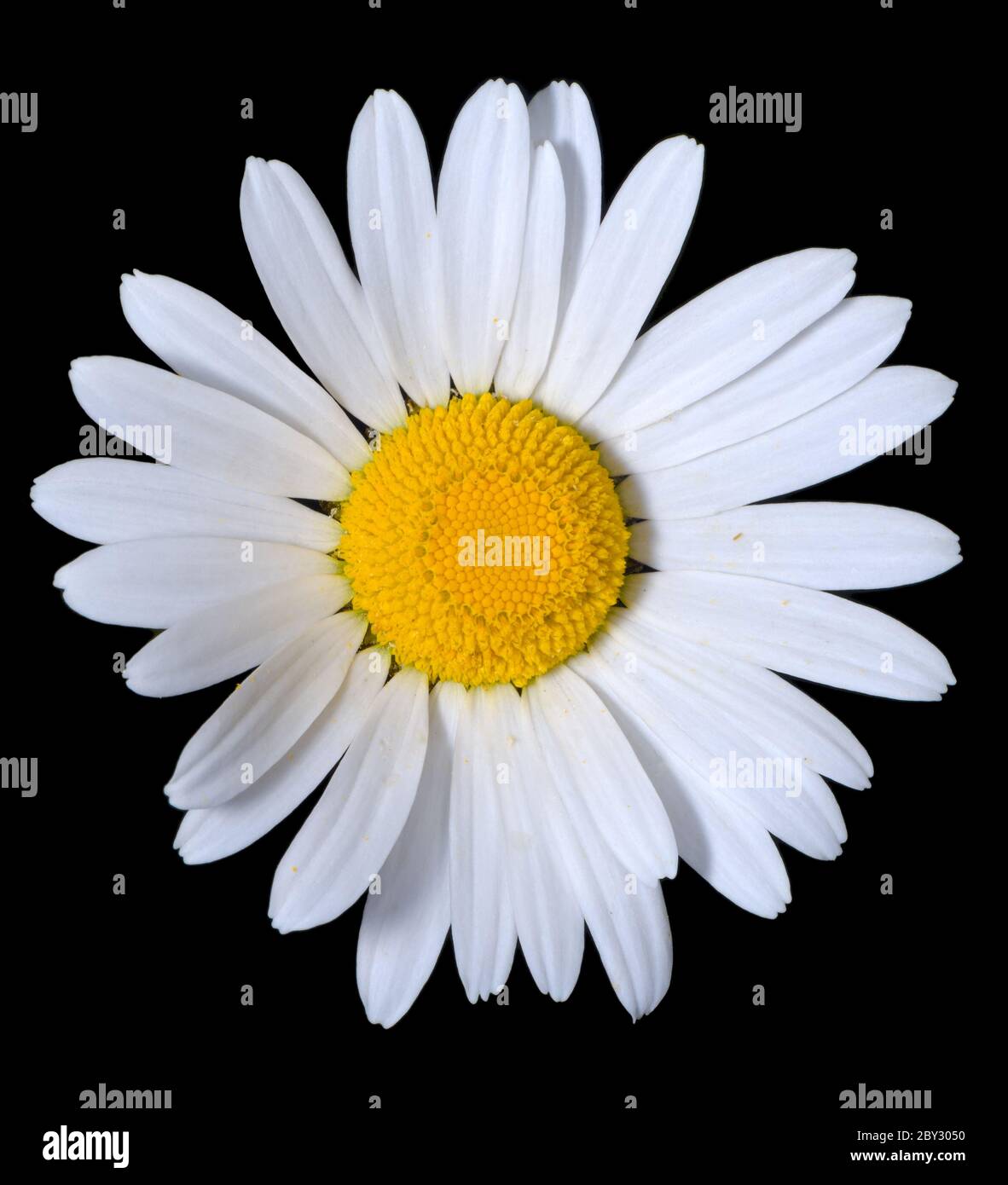 Une fleur shasta blanche et lumineuse sur un fond noir pur. Banque D'Images