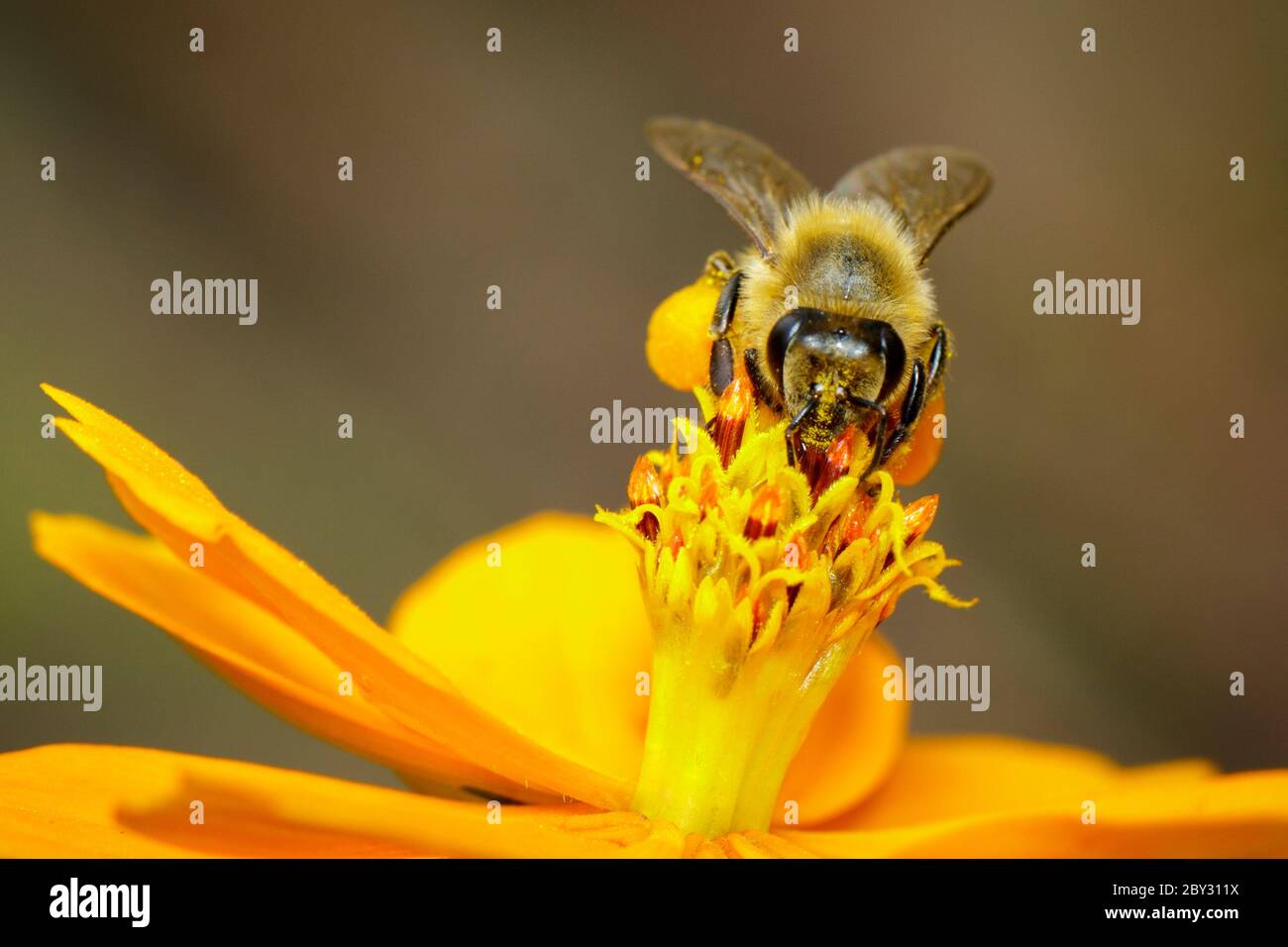 Image de l'abeille ou de l'abeille sur la fleur jaune recueille le nectar. Abeille dorée sur pollen de fleur. Insecte. Animal Banque D'Images