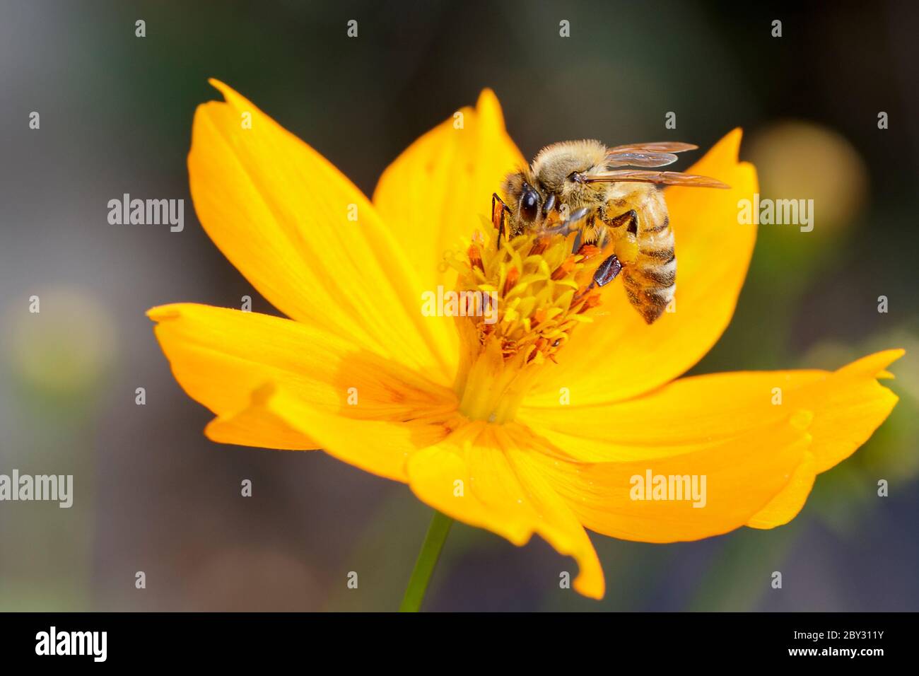 Image de l'abeille ou de l'abeille sur la fleur jaune recueille le nectar. Abeille dorée sur pollen de fleur. Insecte. Animal Banque D'Images