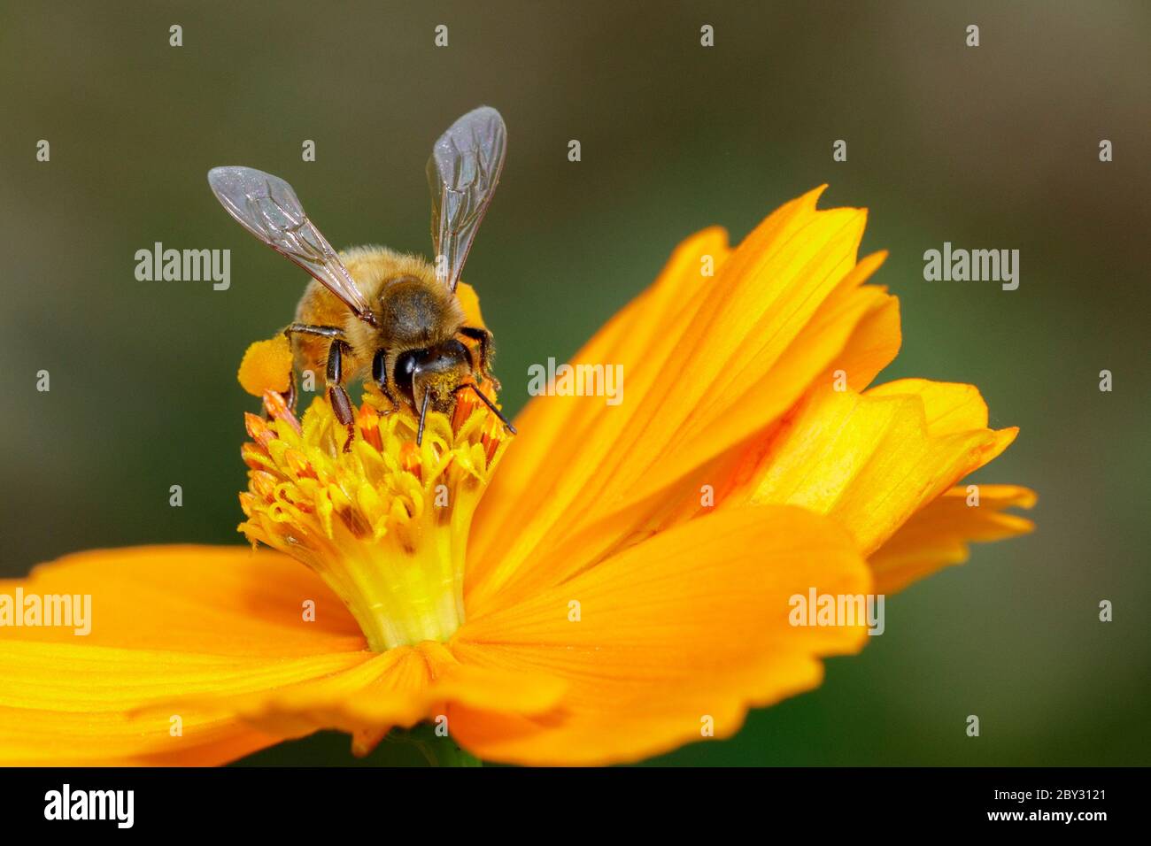 Image de l'abeille ou de l'abeille sur la fleur jaune recueille le nectar. Abeille dorée sur pollen de fleur. Insecte. Animal Banque D'Images