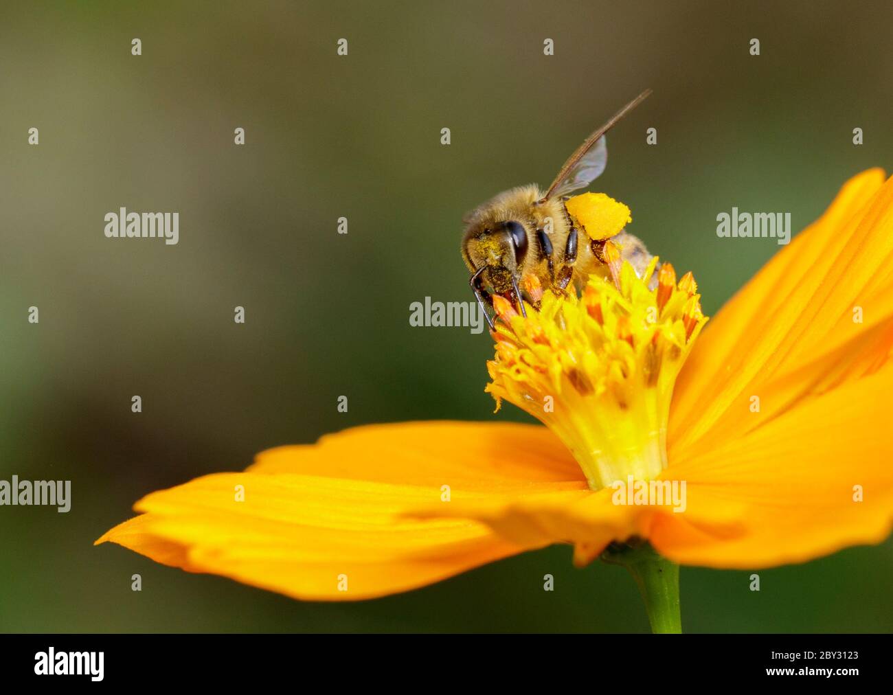 Image de l'abeille ou de l'abeille sur la fleur jaune recueille le nectar. Abeille dorée sur pollen de fleur. Insecte. Animal Banque D'Images
