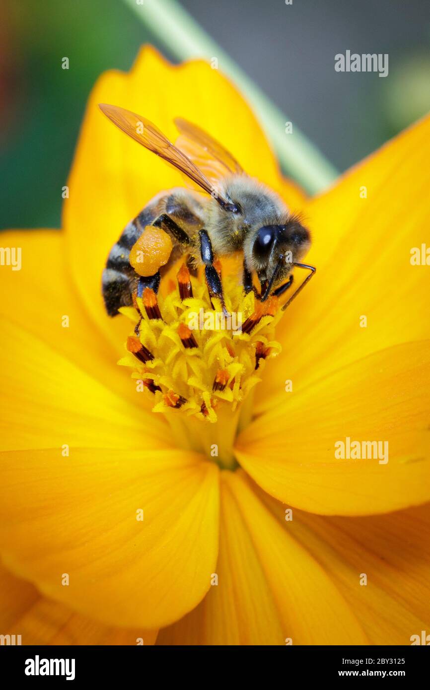 Image de l'abeille ou de l'abeille sur la fleur jaune recueille le nectar. Abeille dorée sur pollen de fleur. Insecte. Animal Banque D'Images